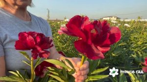 Red Glory peony. Рэд Глори пион. Пулков сад