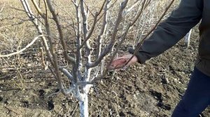 Школа  по обрезке сада. Обрезка молодых деревьев 1-2 года.