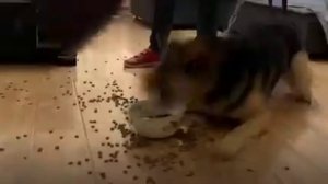 Издеваются над собакой 😭😭