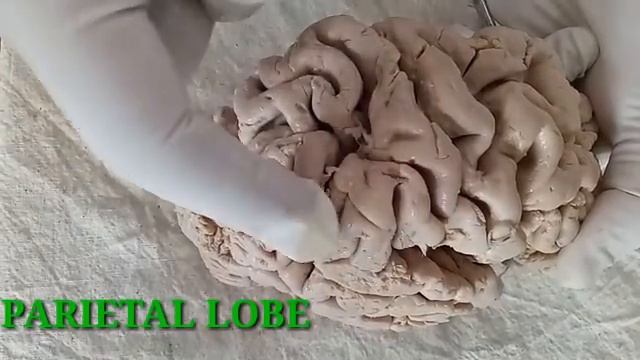 NEUROANATOMY - CEREBRAL CORTEX PART-1 SULCI AND GYRI - BY DR MITESH DAVE