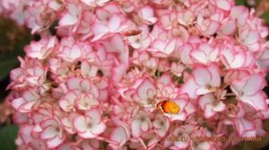 Гортензия крупнолистовая Мирей (mirey) ? гортензия Мирей обзор: как сажать саженцы гортензии Мирей