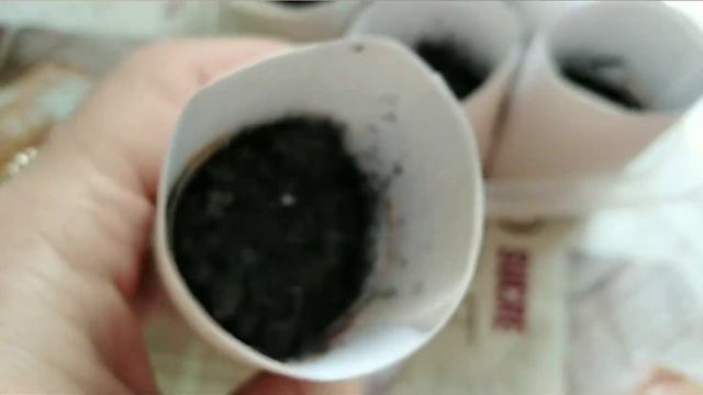 Посадка капусты Слава и Амагер семенами. #капуста #амагер611 #семенакапусты смотреть онлайн