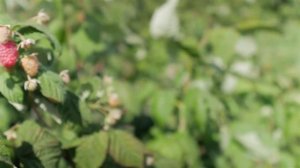 Сорт малины Геракл. Ремонтантная малина Геракл, описание и особенности сорта.