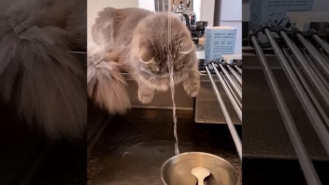 кот физик управляет водой смотреть онлайн