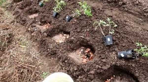 Посадка ТОМАТОВ в открытый грунт. Чем заправляю лунку