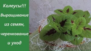 Колеус зимой дома.Колеус уход.Колеус в домашних условиях.Черенкование колеуса.
