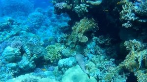 Шарм эль Шейх. Риф бухты Рас Насрани. Барон.