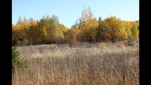 Продается лесной участок в поселке Пятницкие Дачи, 35 км от МКАД