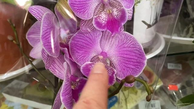 НОВЫЙ ПРИВОЗ разнообразный на изобилие орхидей ???