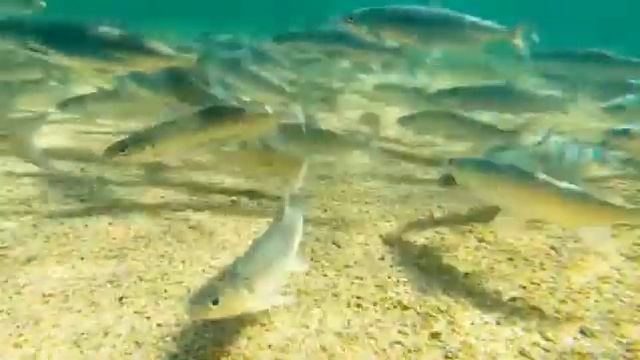 Нерест омуля на Байкале #омуль #байкал