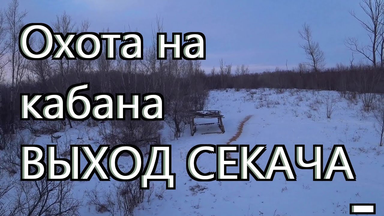 Охота на кабана - Выход секача