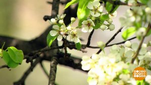 Аллергия наступает. Что делать? Доброе утро. Суббота. Фрагмент выпуска от 17.04.2021