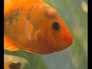 Боковая линия у рыб