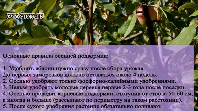 Подкормка и Удобрение Яблонь Осенью - Чем Подкормить Яблоню Осенью - Подготовка Яблонь к Зиме смотреть онлайн