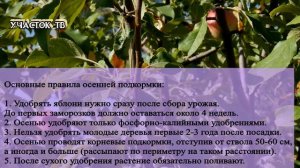 Подкормка и Удобрение Яблонь Осенью - Чем Подкормить Яблоню Осенью - Подготовка Яблонь к Зиме