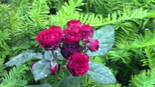 Роза спрей Лаваглут. Флорибунда.mp4 смотреть онлайн