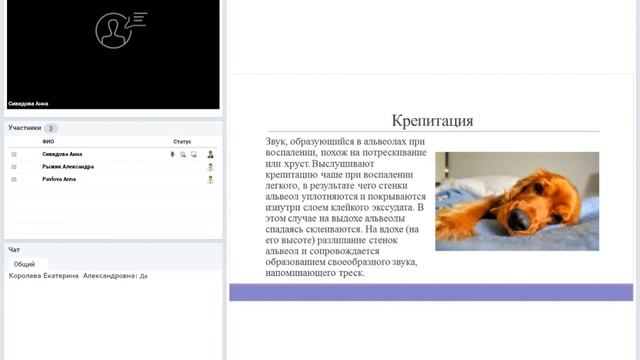 Аускультация в ветеринарии.