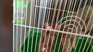 МОИ КРЫСЫ! Клетка/Наполнитель/Корм/Содержание