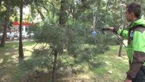 В Анапе сосны и туи обрабатывают от вредителей