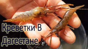 Как Мы Ловим Канавную Креветку в Дагестане Рыбалка в Дагестане