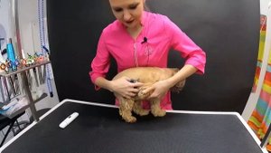 Как подстричь когти маленькой собачке дома