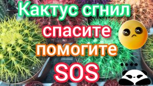 Кактус сгнил Принцесса Даша расстроена ,как спасти!!!