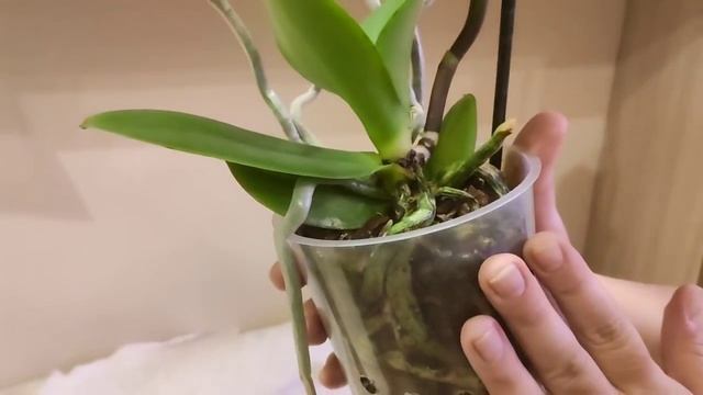 #Орхидеи ?Три шикарнейших Биглипа?? за хорошую стоимость ?✊?.Спасибо Татуль❤️ АББАбилась аж 3 раза? смотреть онлайн