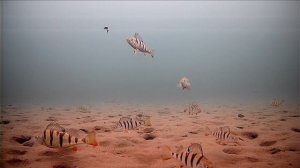 Подводная съёмка, Братское водохранилище.