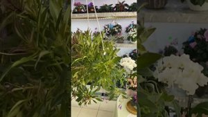 Трейлерная фиалка ЛЕ-Шотландский Вереск ампельный.