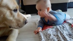 Лабрадор и грудной ребёнок!