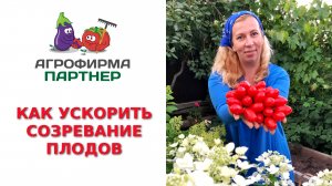 КАК УСКОРИТЬ СОЗРЕВАНИЕ ПЛОДОВ