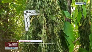 Выращивавших коноплю мужчин задержали в Тихорецком районе