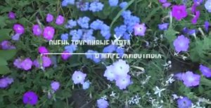 СИБИРЯЧКА У СИБИРЯКОВ В ГОСТЯХ ЗНАКОМИТСЯ С НАШИМИ ПИТОМЦАМИ ТРУСЛИВЫЕ УТЯТА СУШИМ МАЛИНКУ