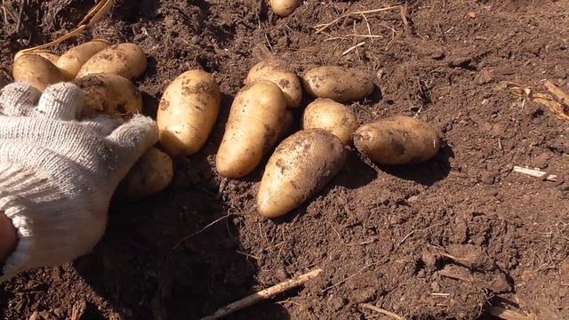 Ремонтирую порог перед входом в баню. Жизнь в деревне превратилась в дачные наезды ЖКВ смотреть онлайн
