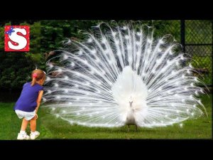 VLOG КОНТАКТНЫЙ ЗООПАРК ПАРК ПТИЦ УВИДЕЛИ БЕЛОГО ПАВЛИНА и КОРОЛЯ ДЖУЛИАНА