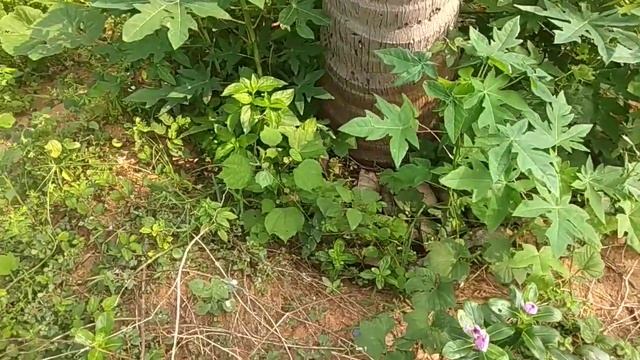 В песке возле Индийского Океана растет тыква. Groves by itself. смотреть онлайн