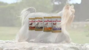 Влажные корма Royal Canin для породных собак