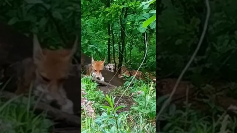 Кормлю Диких Лисят.Полный фильм на канале Ушёл по Делам.