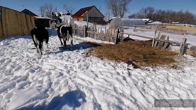 Чёрно-пёстрые бычки в 9 месяцев смотреть онлайн