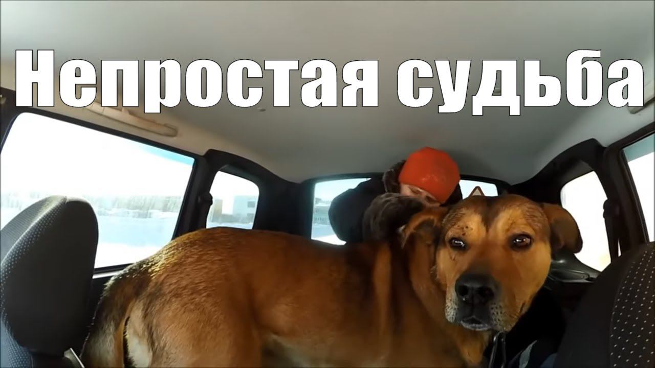 Непростая история судьбы  "Начальника охраны" хозяйства в деревне