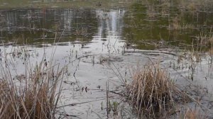 Икромет сазана. Нерест.