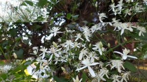 Clematis terniflora,  Clematis paniculata, Clematis maximowicziana, Clematis dioscoreifolia, sweet