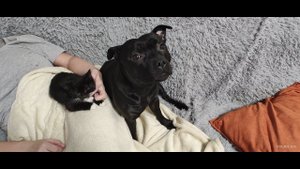 Staffie и новый питомец. Стаффордширский Бультерьер