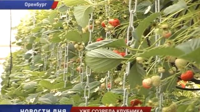 ПОД ОРЕНБУРГОМ СОЗРЕЛА КЛУБНИКА