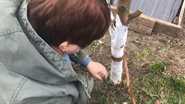 Делаю Ловушка для муравьёв на плодовых деревьях Очень просто