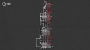 Пандемия, длившаяся 15 миллионов лет (The Pandemic That Lasted 15 Million Years)