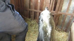 Колим железо телятам и не только))