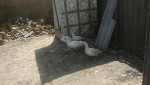 почему перестала нестись утка ???