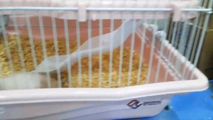 Почему хомяк чихает?