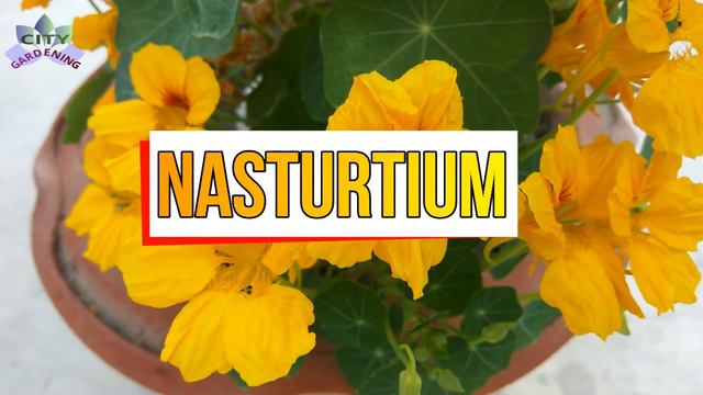 जाड़े में लगाए जाने वाले दस बेहतरीन फूल /Ten beautiful flowers to be grown in winter (care tips) смотреть онлайн